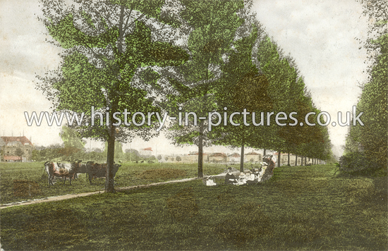 The Avenue, Woodford Green, Essex. c.1908